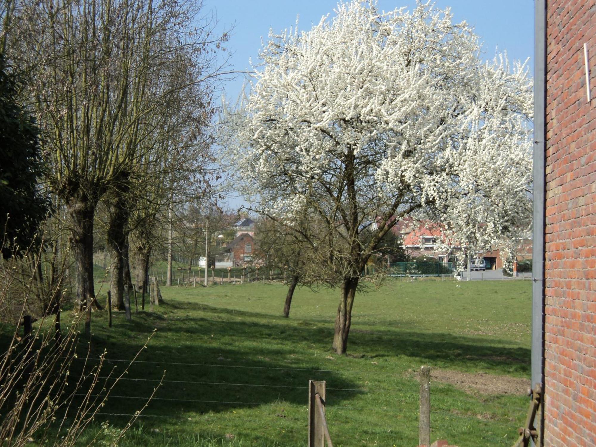 B&B Molen Ter Walle Geraardsbergen Dış mekan fotoğraf